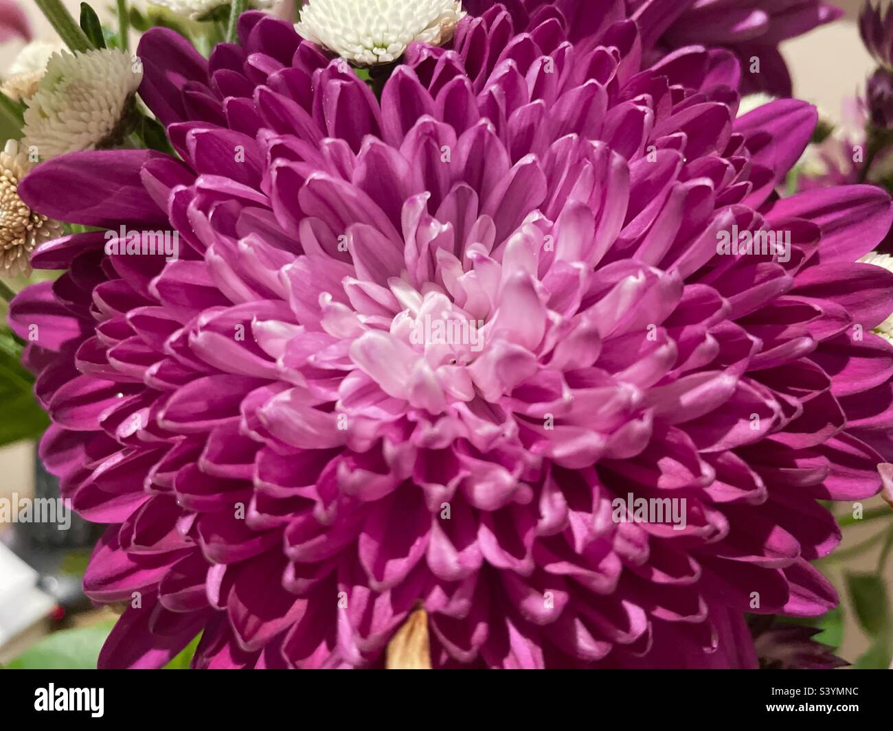 Pink Chrysanthemum Nahaufnahme Stockfoto