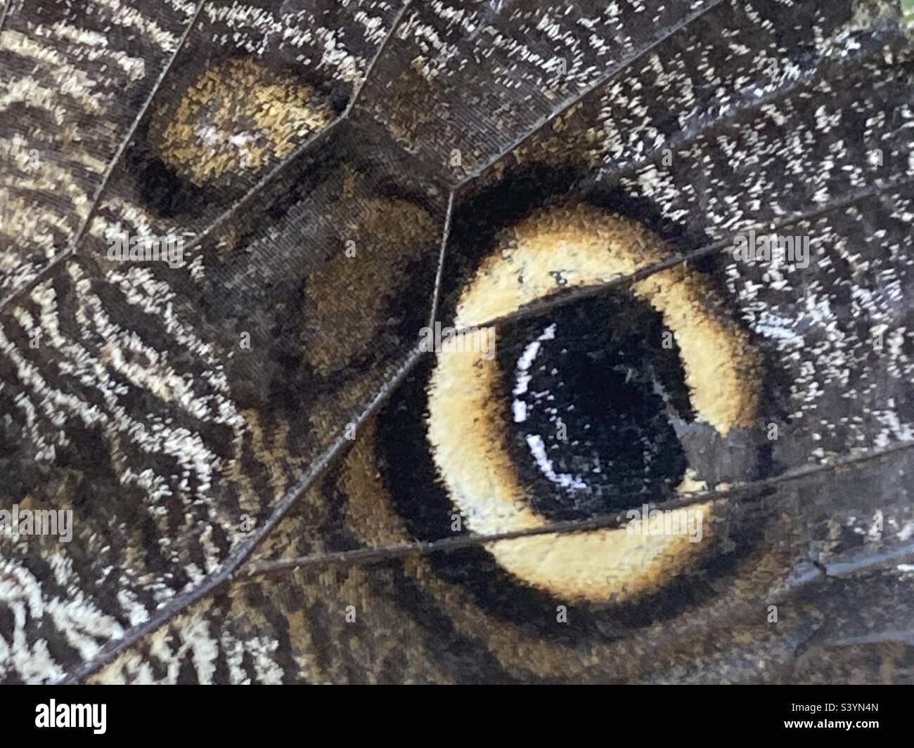 Nahaufnahme des Flügelmusters eines Eule-Schmetterlings Stockfoto