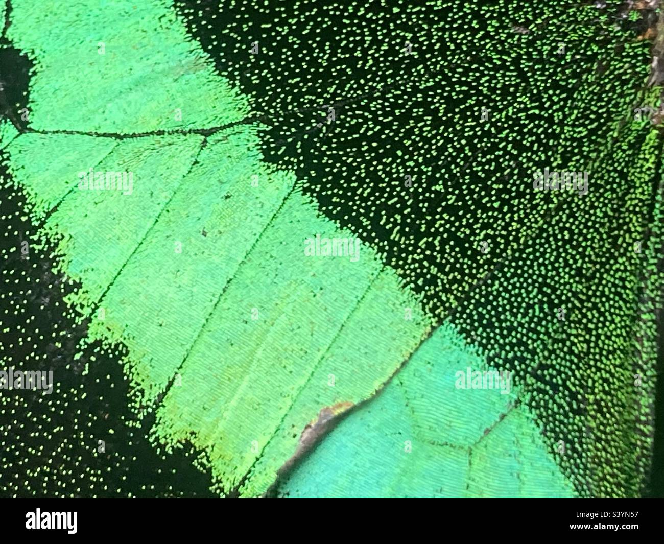 Smaragdschwalbenschwanz-Schmetterlingsflügel-Nahaufnahme Stockfoto