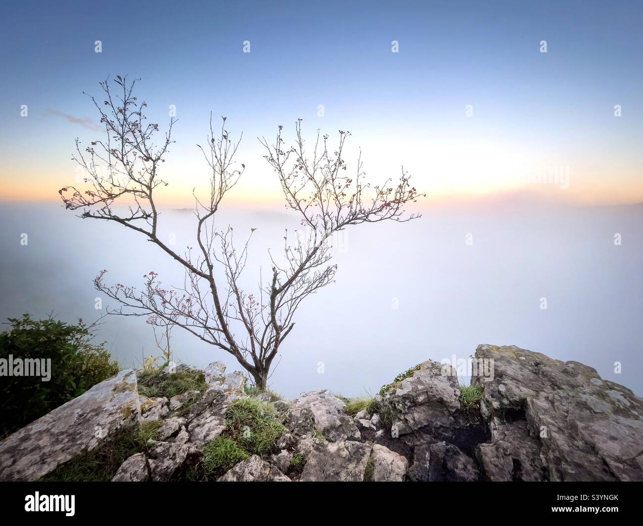 Baum über dem Nebel. Wintour's Leap - Smartphone-aufgenommenes Stockfoto