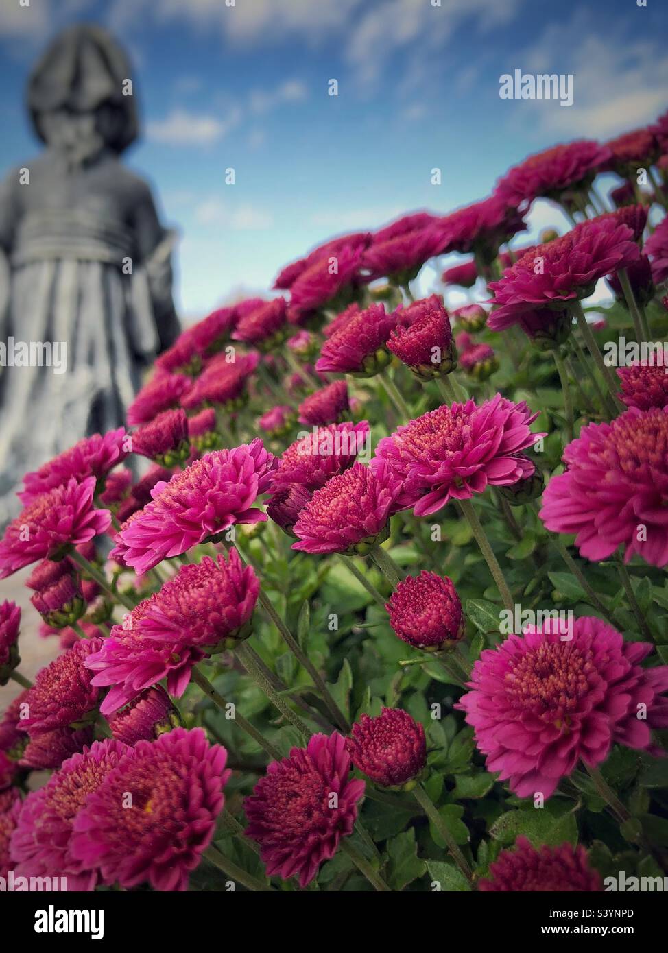 Violette Chrysanthemen und Betonstatue Stockfoto