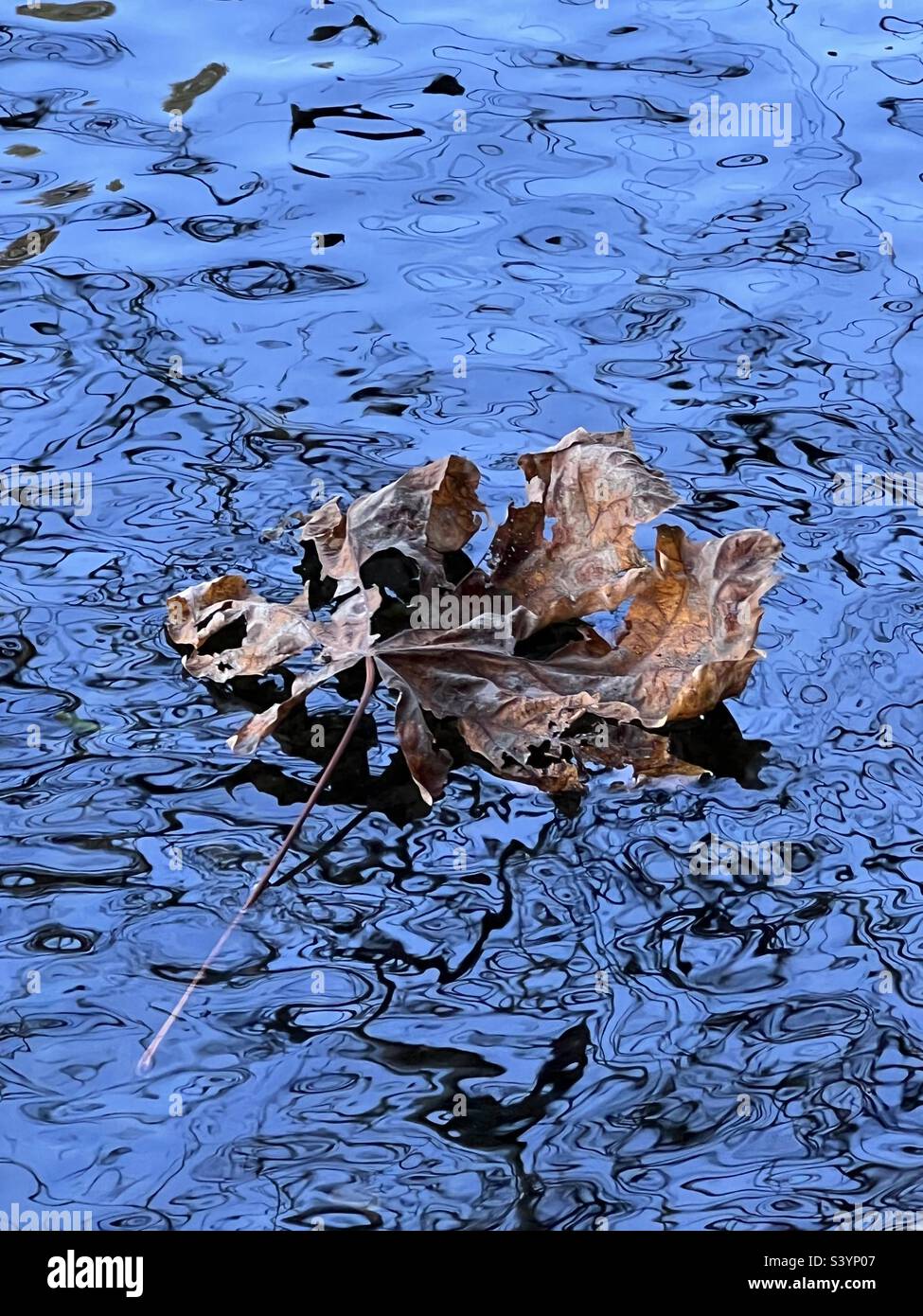 Herbstblatt im Fluss Stockfoto