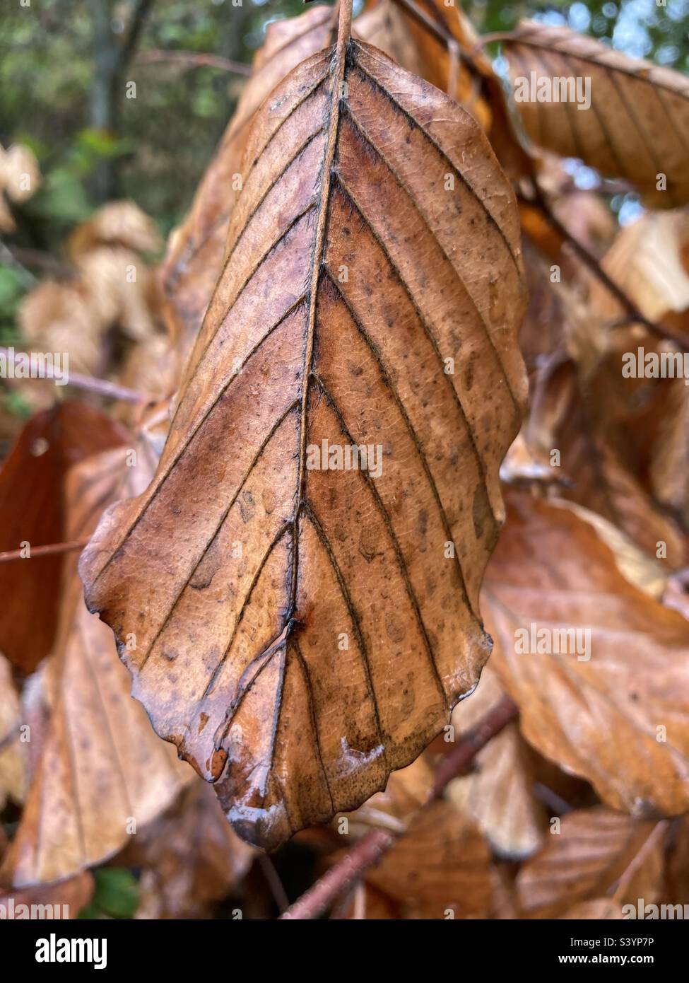 Braunes verdorbenes Buchenblatt im Herbst Stockfoto