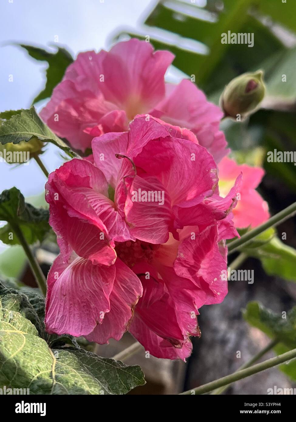 Rosa Hibiskusblüten der Konföderierten Stockfoto