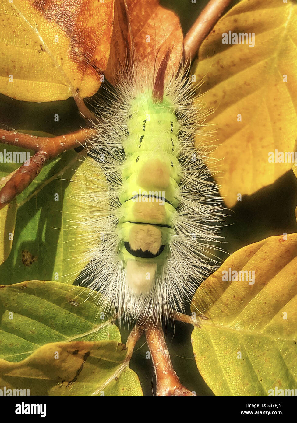 Helle Tussock-Mottenlarven (Calliteara pudibunda) im Herbst auf Buchenblättern in Hampshire, Vereinigtes Königreich - Smartphone-aufgenommenes Stockfoto