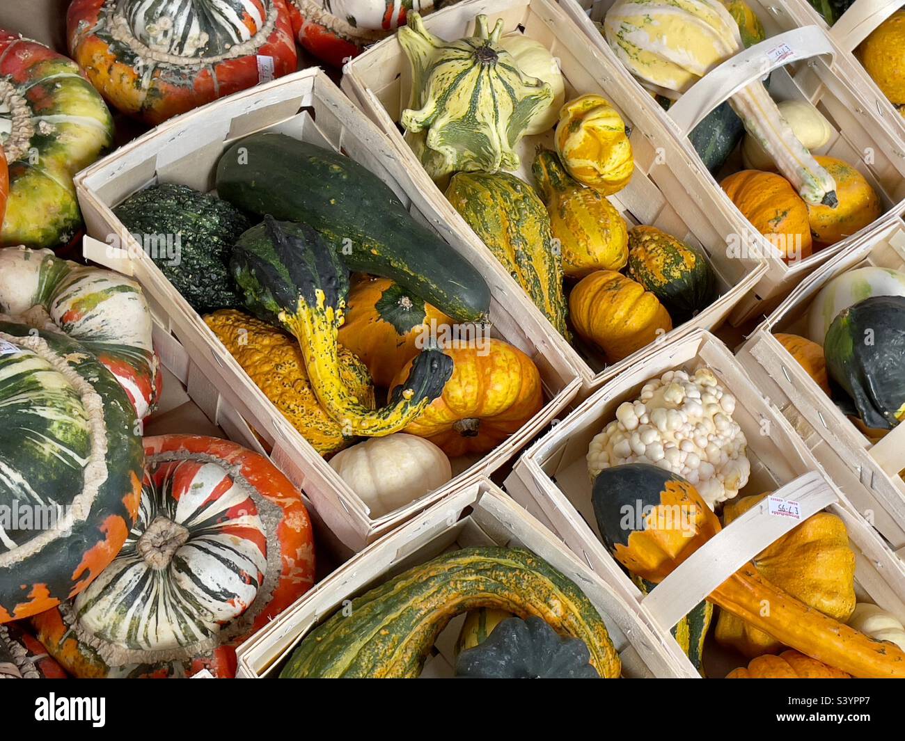 Körbe mit dekorativen Kürbchen oder Kürbissen, die in einem Bauernladen in Worcestershire verkauft werden Stockfoto