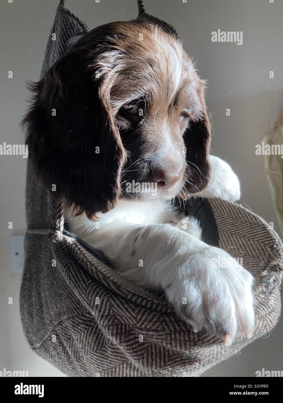 Englischer Springer Spaniel Hündchen. Wöchentliches Wiegen des Hundes. - Smartphone-aufgenommenes Stockfoto