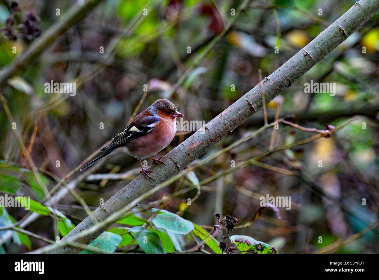 Ein Knüppel an einem Ast - Smartphone-aufgenommenes Stockfoto