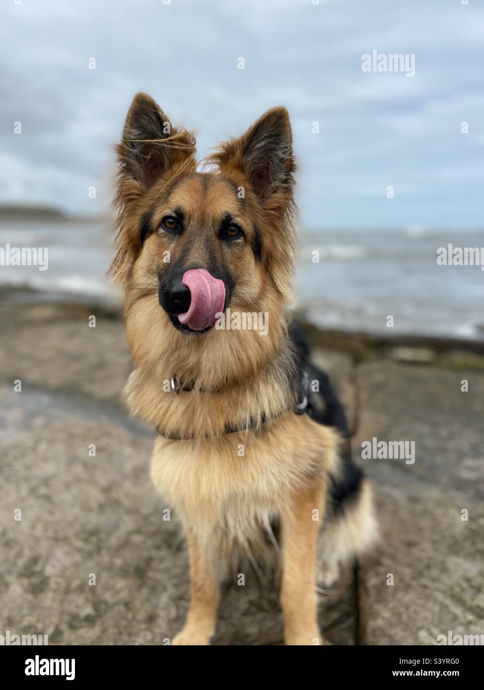 Deutsche Shepard Skye am Strand Stockfoto