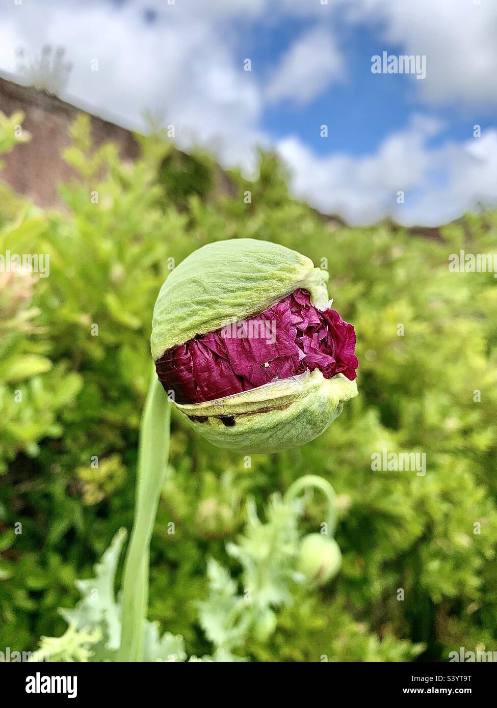 Wunderschöner Mohnkopf, der gleich aufplatzt, um wunderschöne violette, zarte Blütenblätter im Sommersonnenschein von Trelissick Gardens in Cornwall, England, zu enthüllen Stockfoto