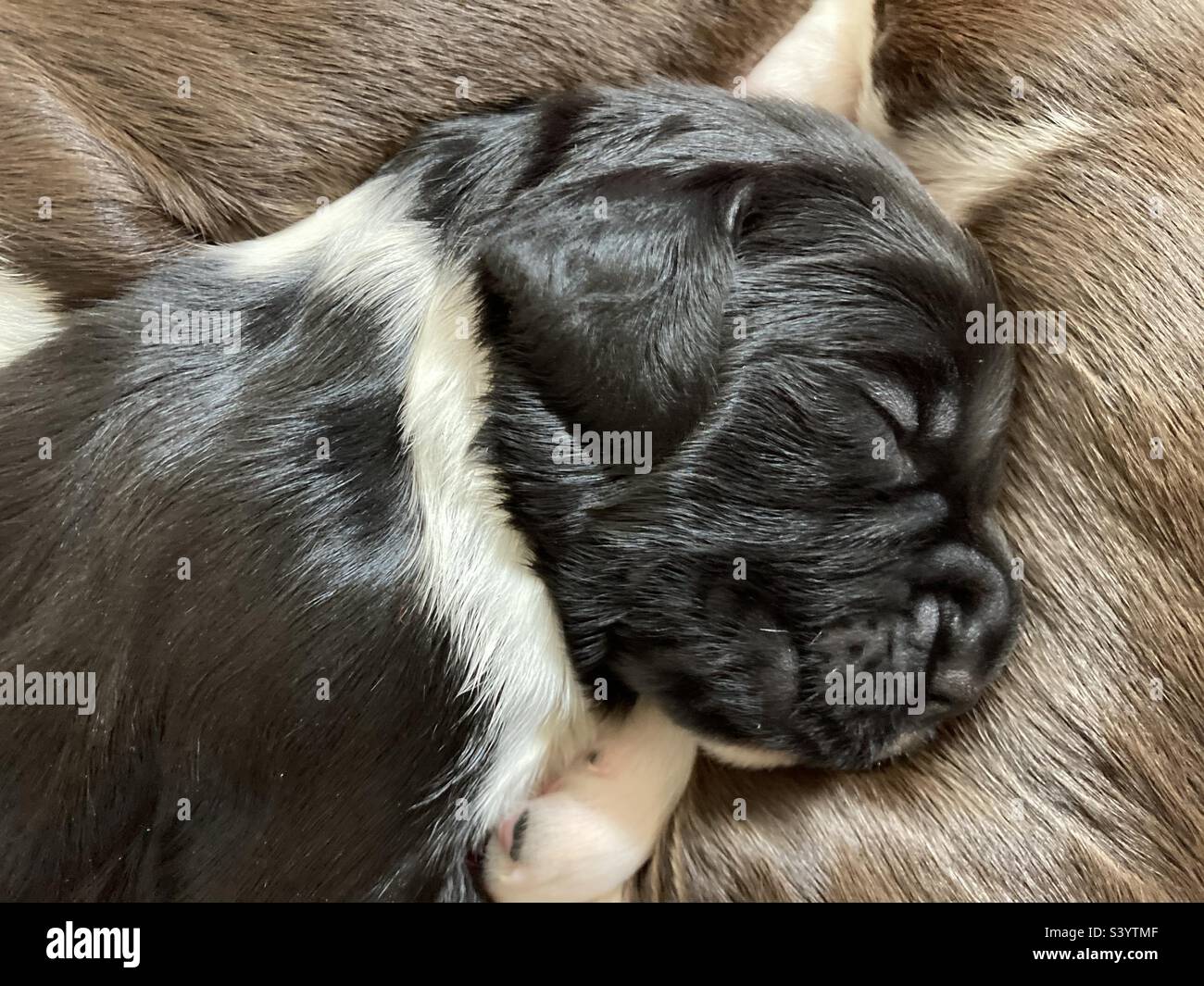 Englischer Springer Spaniel. Schwarz-weißes Hündchen. - Smartphone-aufgenommenes Stockfoto
