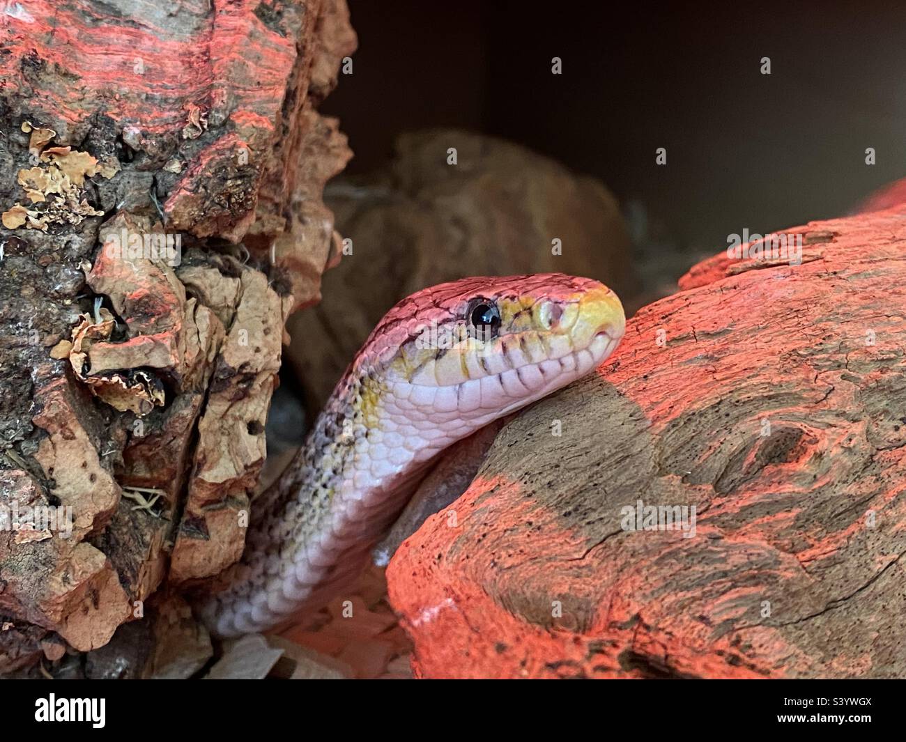 Schlange, die zwischen den Baumstämmen guckt Stockfoto