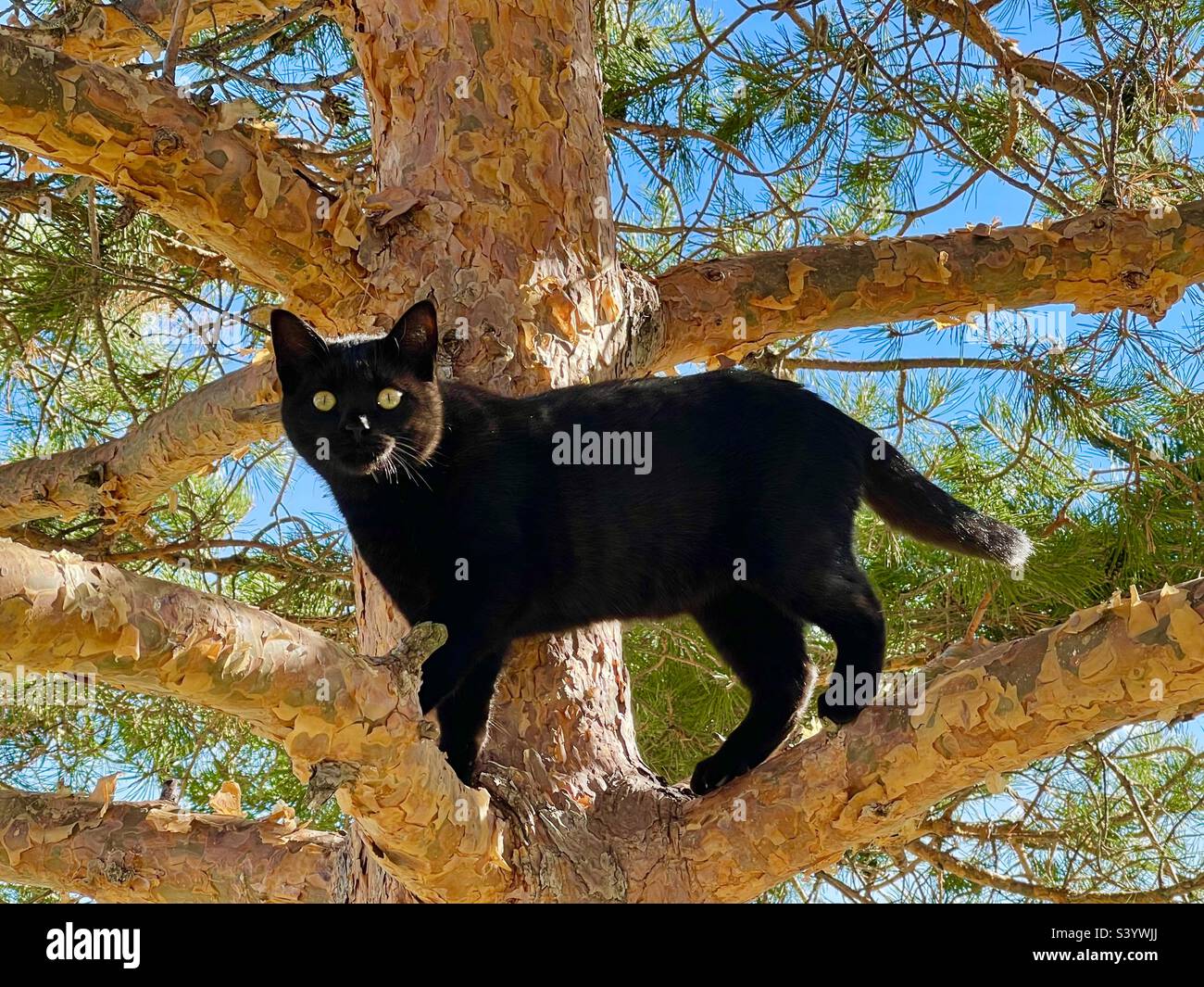 Schwarze Katze auf einem Ast. Stockfoto