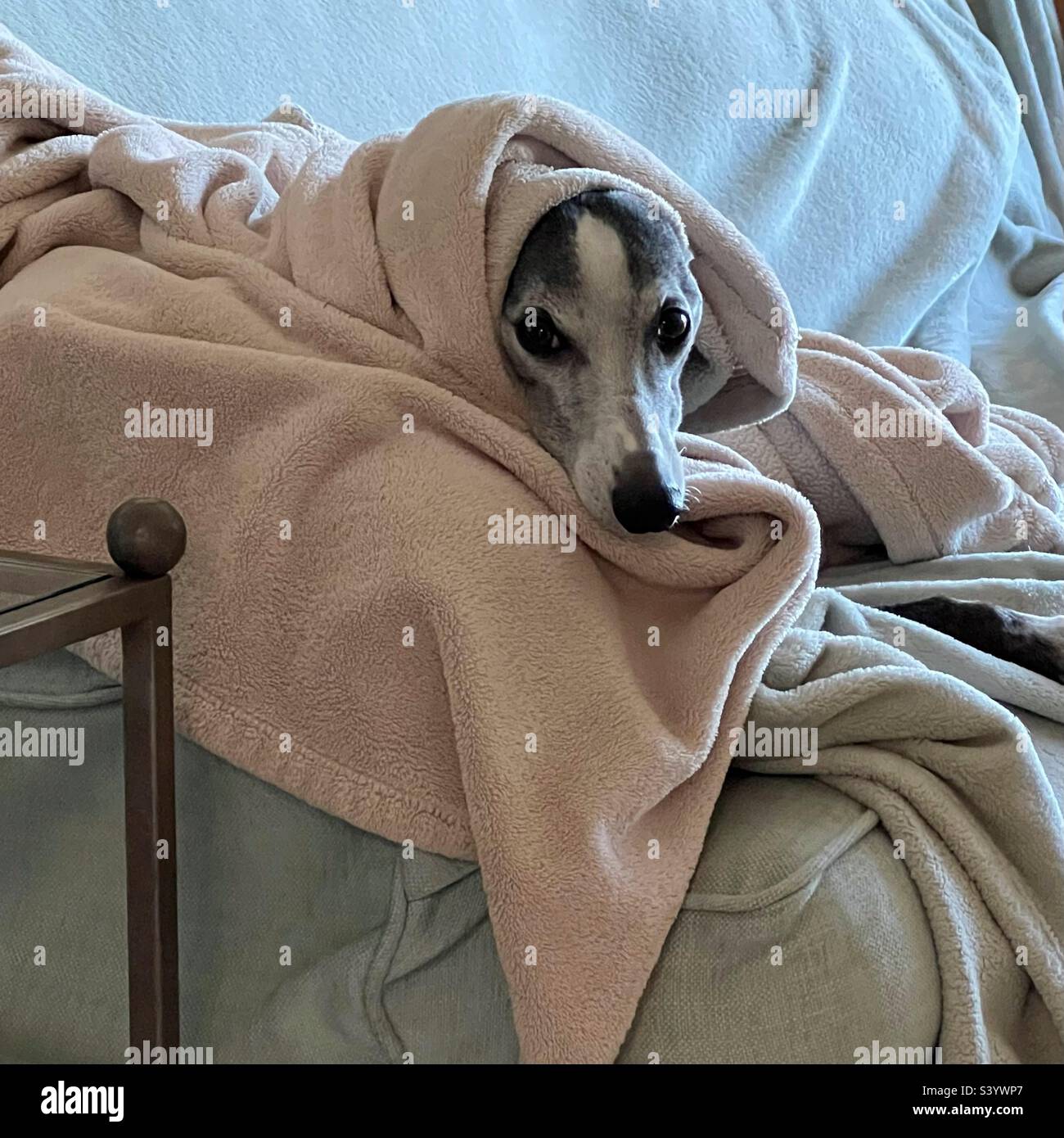 Ein Whippet-Hund versucht, warm zu bleiben, eingewickelt in Decken Stockfoto