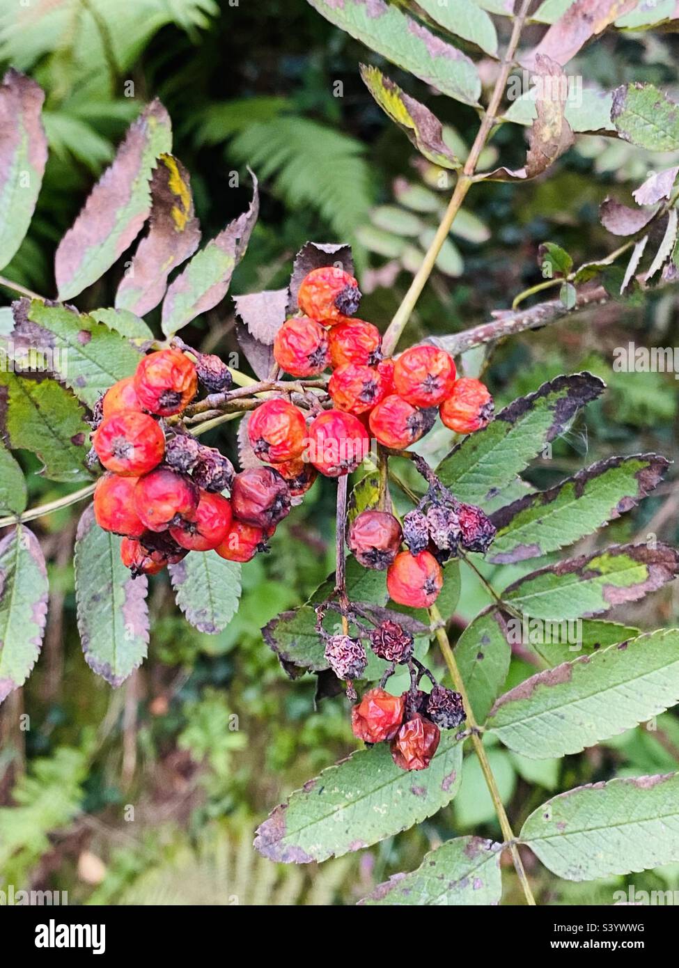 Beeren in der Hecke in Rhydargaeau, Carmarthenshire, Wales. September 2022. - Smartphone-aufgenommenes Stockfoto