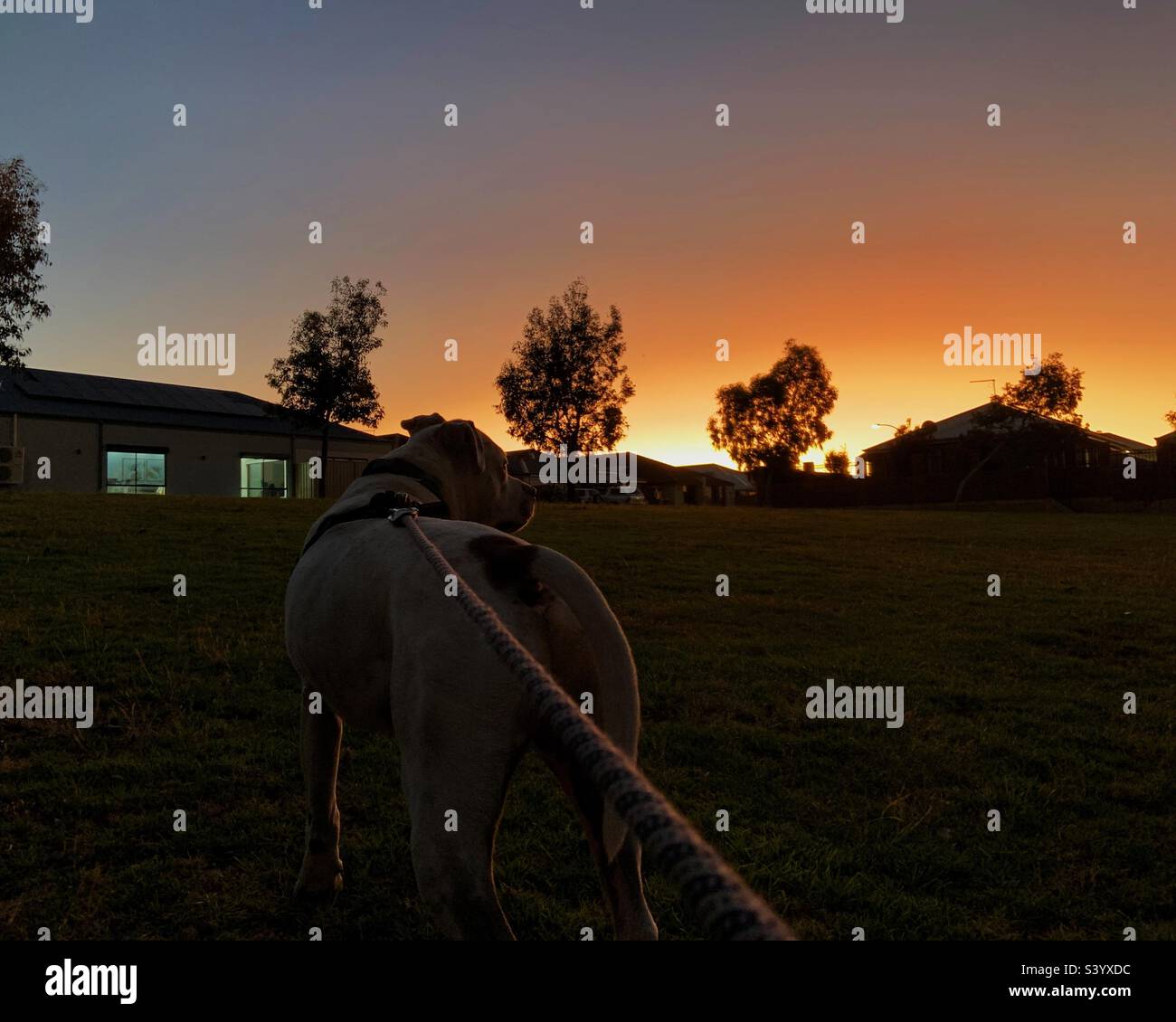 Hundegang Bei Sonnenuntergang Stockfoto