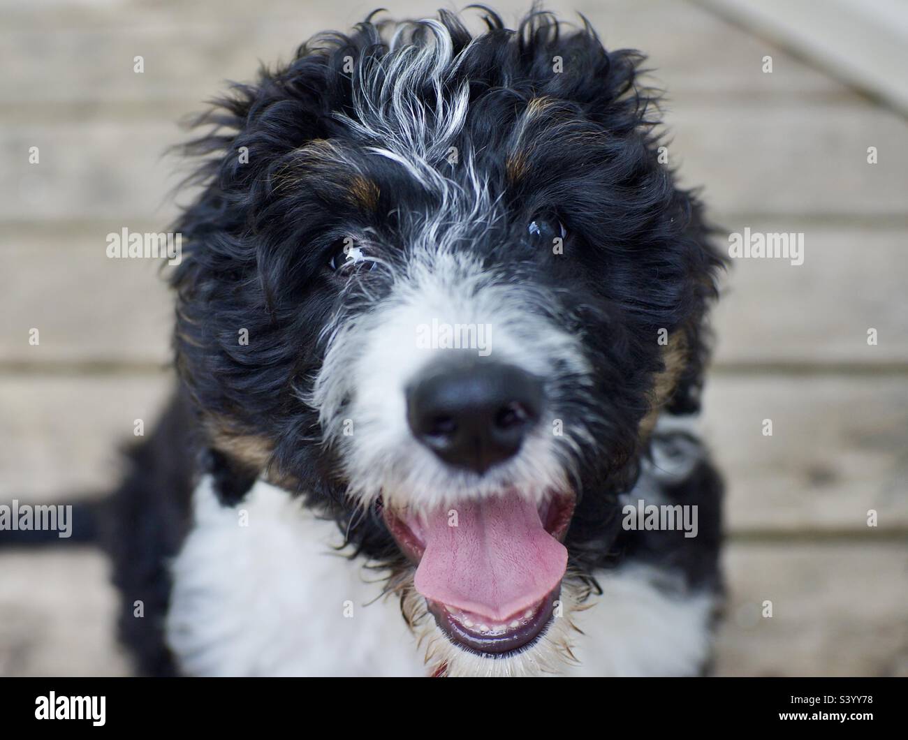 Ein glücklicher und gesunder Bernedoodle im Alter von drei Monaten. Stockfoto