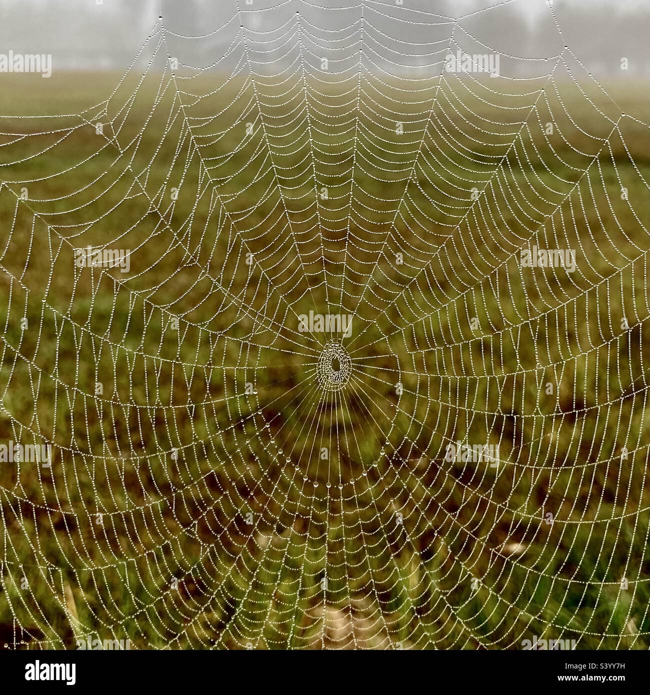Dewy Spider Web-Nahaufnahme Mit Grasweidefeld-Hintergrund Stockfoto