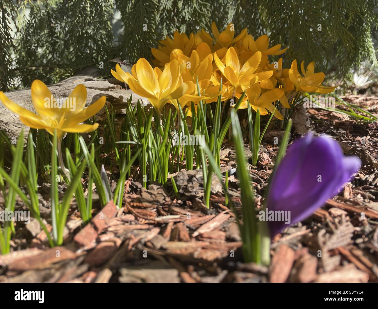 Sommerblüten tauchen im Morgenlicht des Frühlings auf. Stockfoto