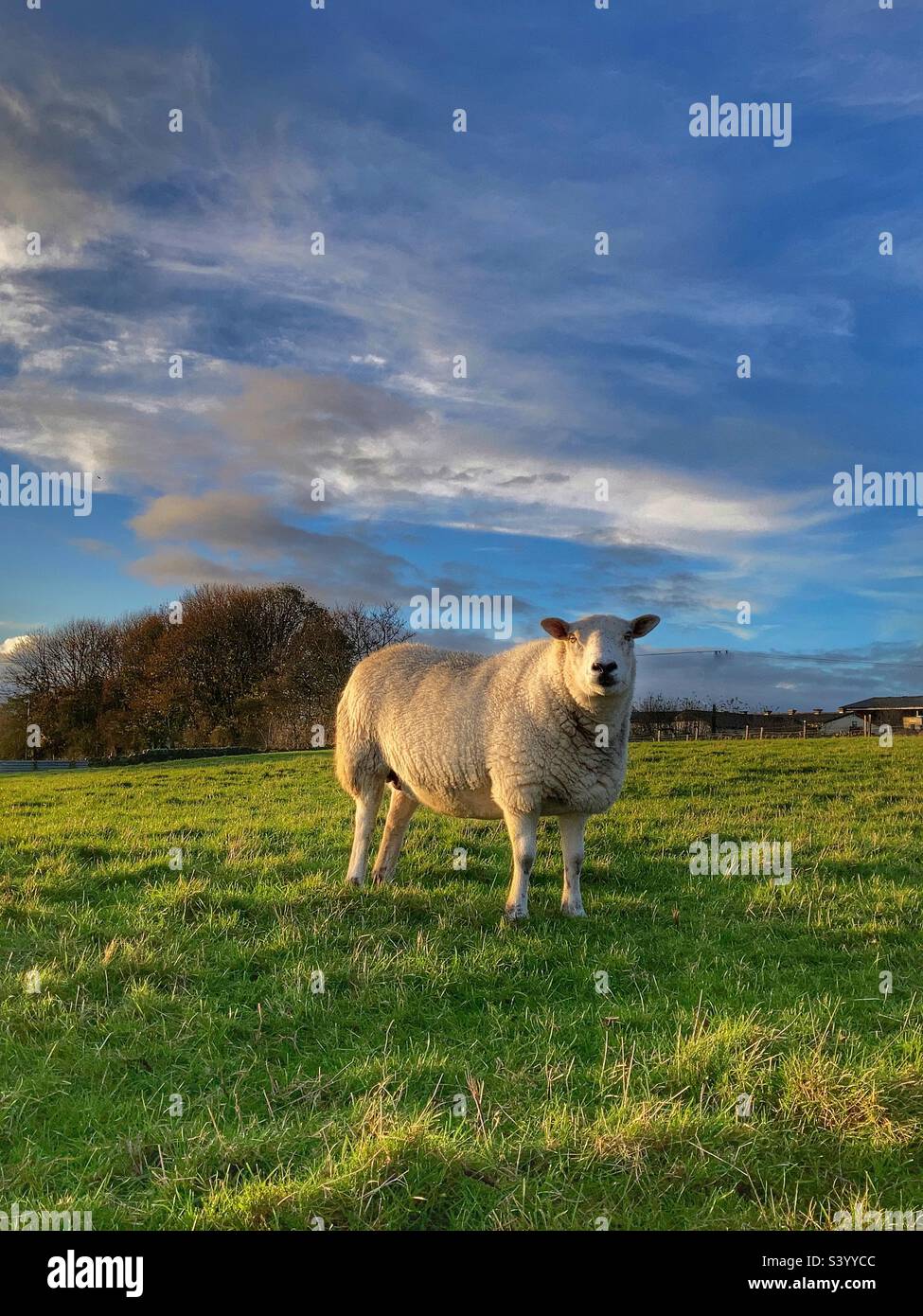 Schafe auf dem Feld Guiseley West Yorkshire Stockfoto