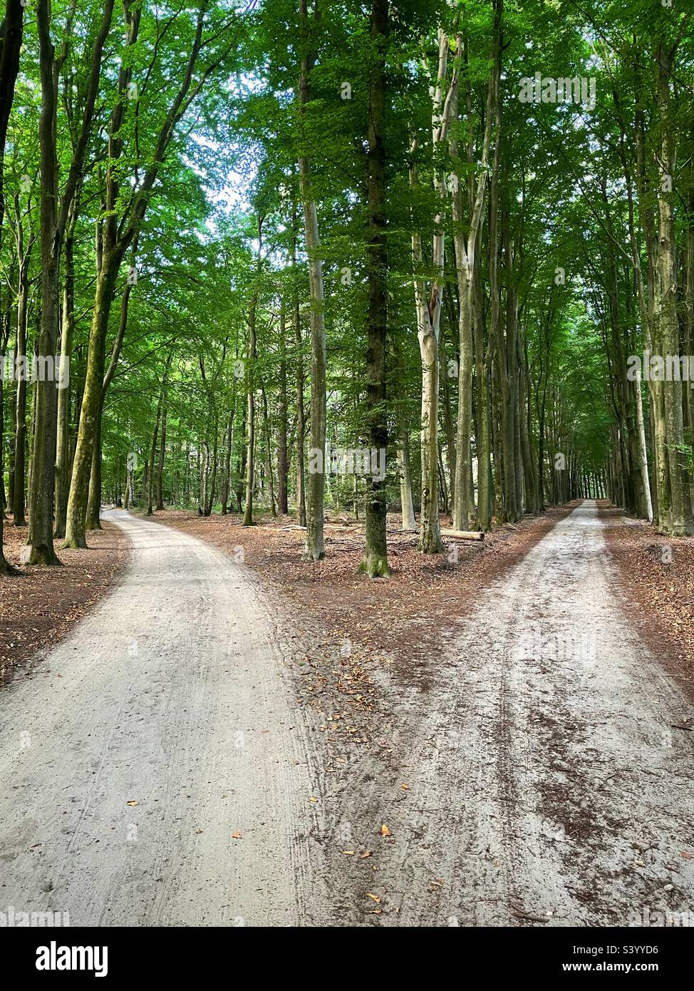 Eine Gabelung auf einem Waldradrennweg, Hierden, bei Harderwijk, Niederlande. Stockfoto