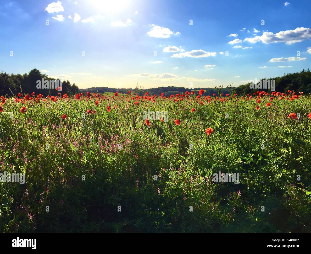 Mohnfeld Stockfoto