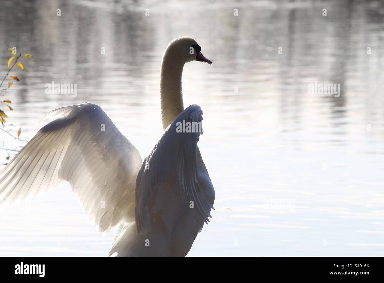 Ein schöner und eleganter weißer Schwan, der am See steht. Der Vogel steht hoch und hat seine Flügel gespreizt, wodurch er den Moment wunderbar einfängt und ein wenig Licht durchlässt. Stockfoto