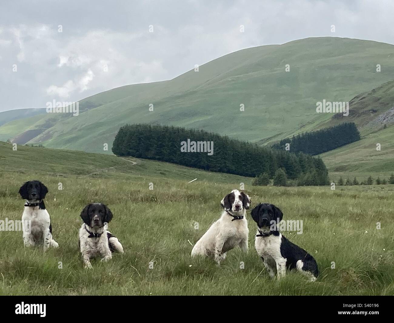 Englische Springer-Spanier. Stockfoto