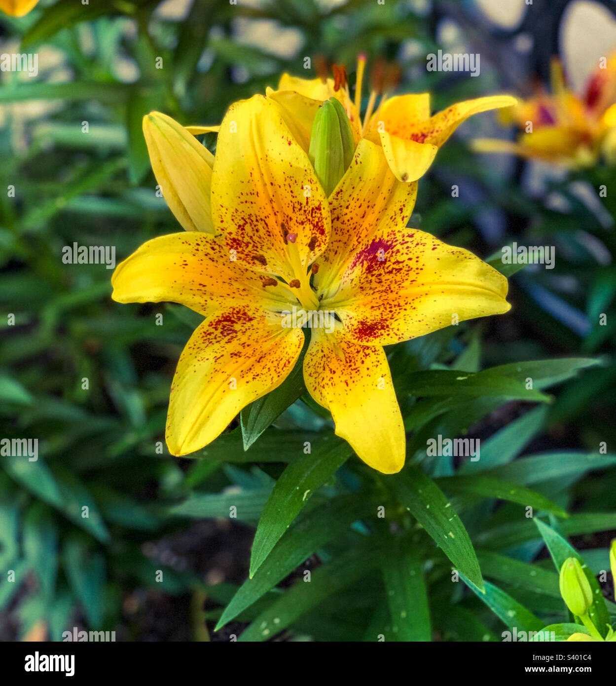 Blüten der sibirischen Lilie 2021 - Smartphone-aufgenommenes Stockfoto