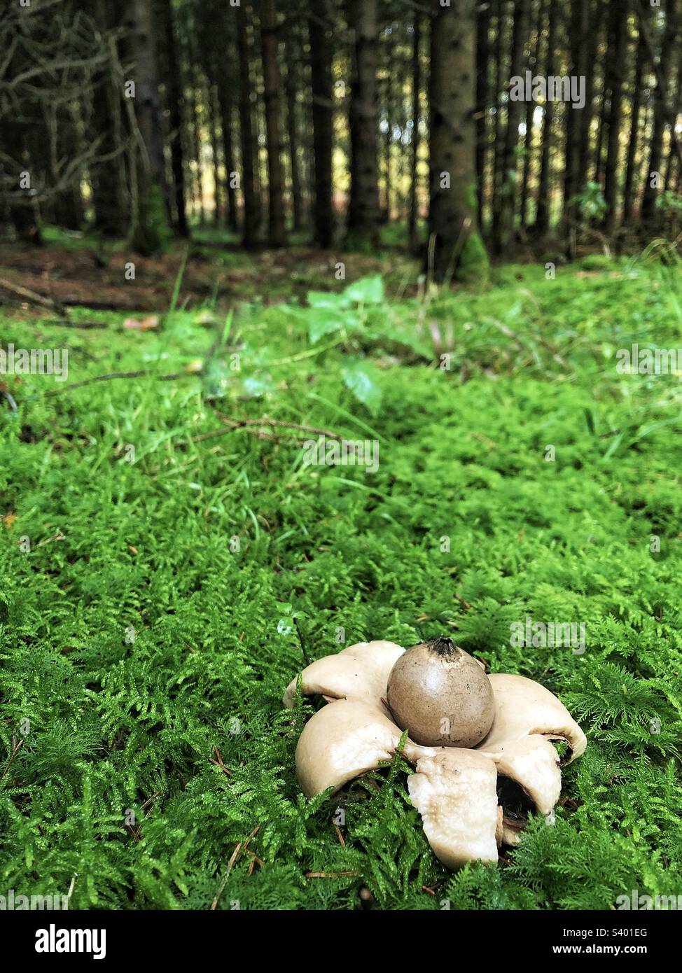 Kragen-Regensternpilz (Geastrum triplex) wächst in einem Kiefernwald in der Nähe von Winchester Hampshire United Kingdomd Stockfoto