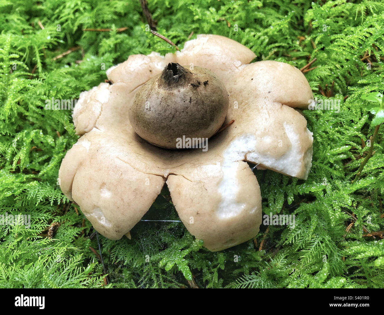 Kragenschwarzer Erdsternpilz (Geastrum Triplex), der auf einem moosbedeckten Kiefernholzboden in der Nähe von Winchester Hampshire United Kingdom wächst - Smartphone-aufgenommenes Stockfoto
