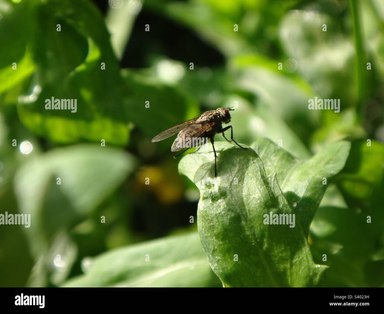 Kleine schwarze Fliege, die auf grünen Marigold-Blättern sitzt - Seitenansicht Stockfoto