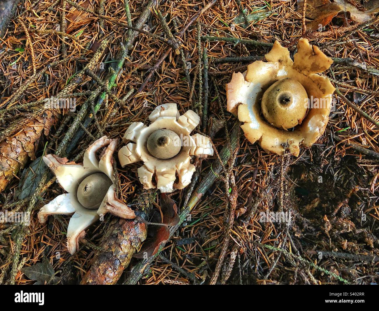 Kragenschwarzer Erdsternpilz (Geastrum Triplex) in einem Pinienwald bei Winchester Hampshire United Kingdom Stockfoto