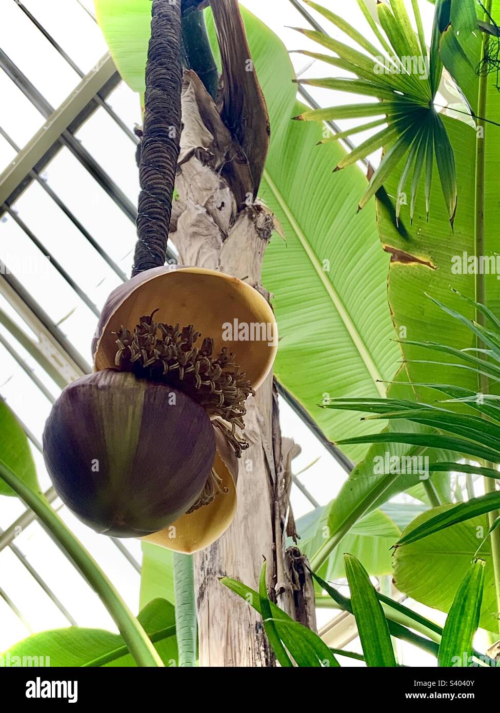 Lodoicea Maldivica, Kokosnuss, Coco de mer, in Kew Gardens Stockfoto