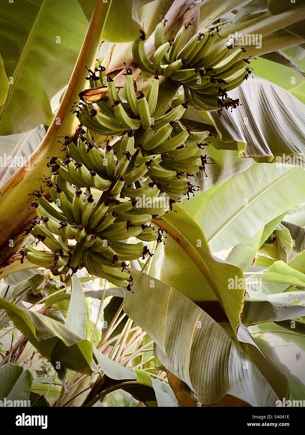 Bananen reifen am baum Fotos und Bildmaterial in hoher Auflösung Alamy