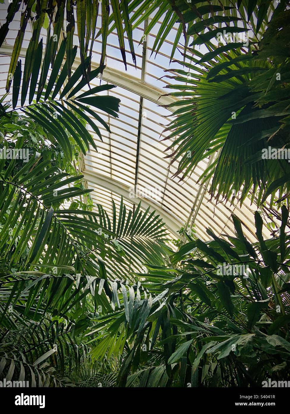 Palmenblätter im tropischen Palm House in Kew Gardens Stockfoto