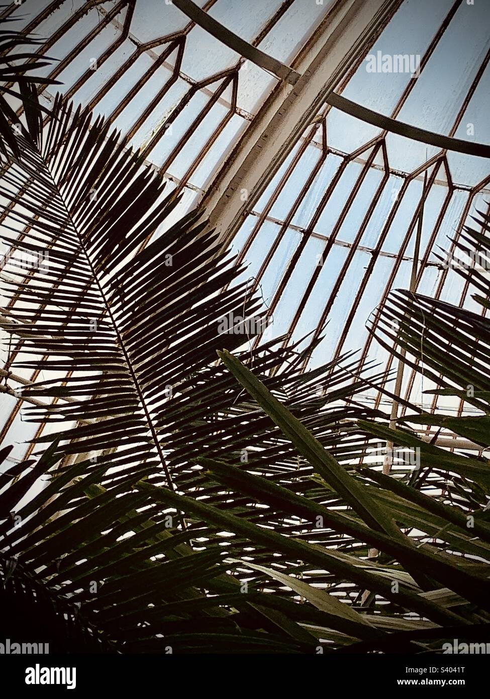 Riesige Blätter im Palm House in Kew Gardens Stockfoto