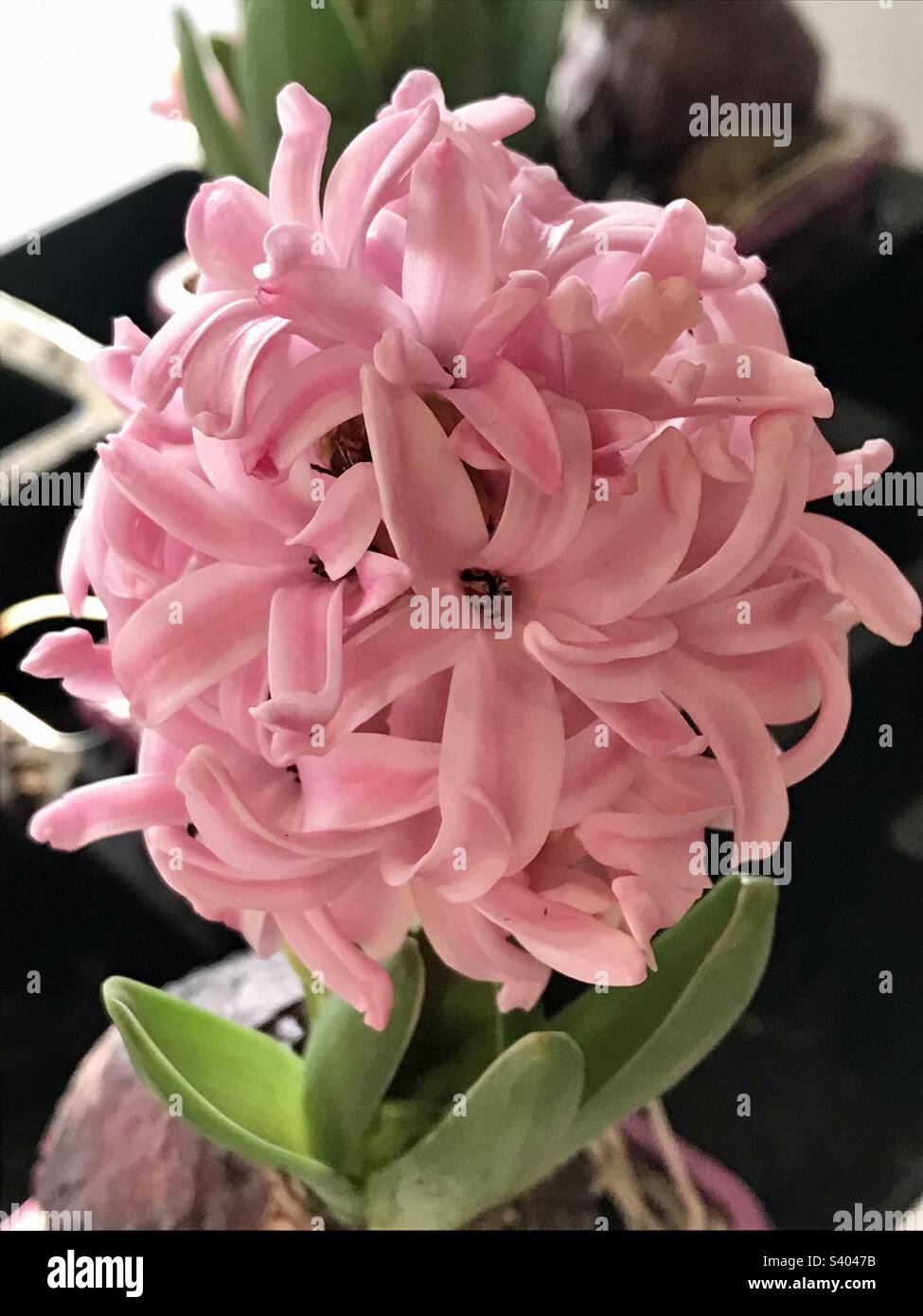 Pinky-Blume Stockfoto