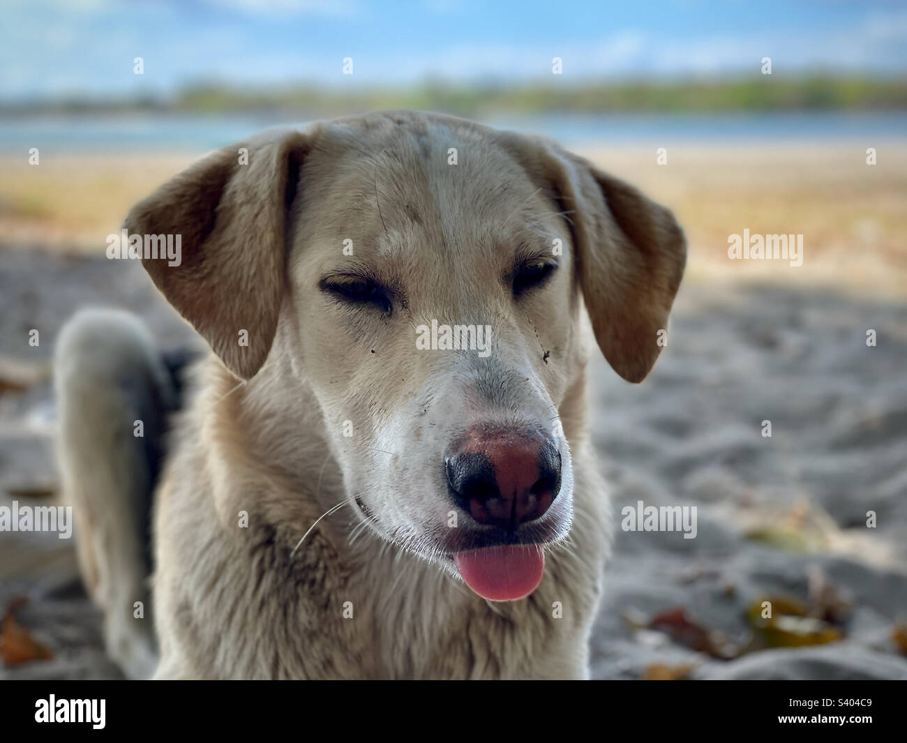 labrador-Hund am Strand, der nach Essen sucht, Tamarin Bay, Mauritius Stockfoto