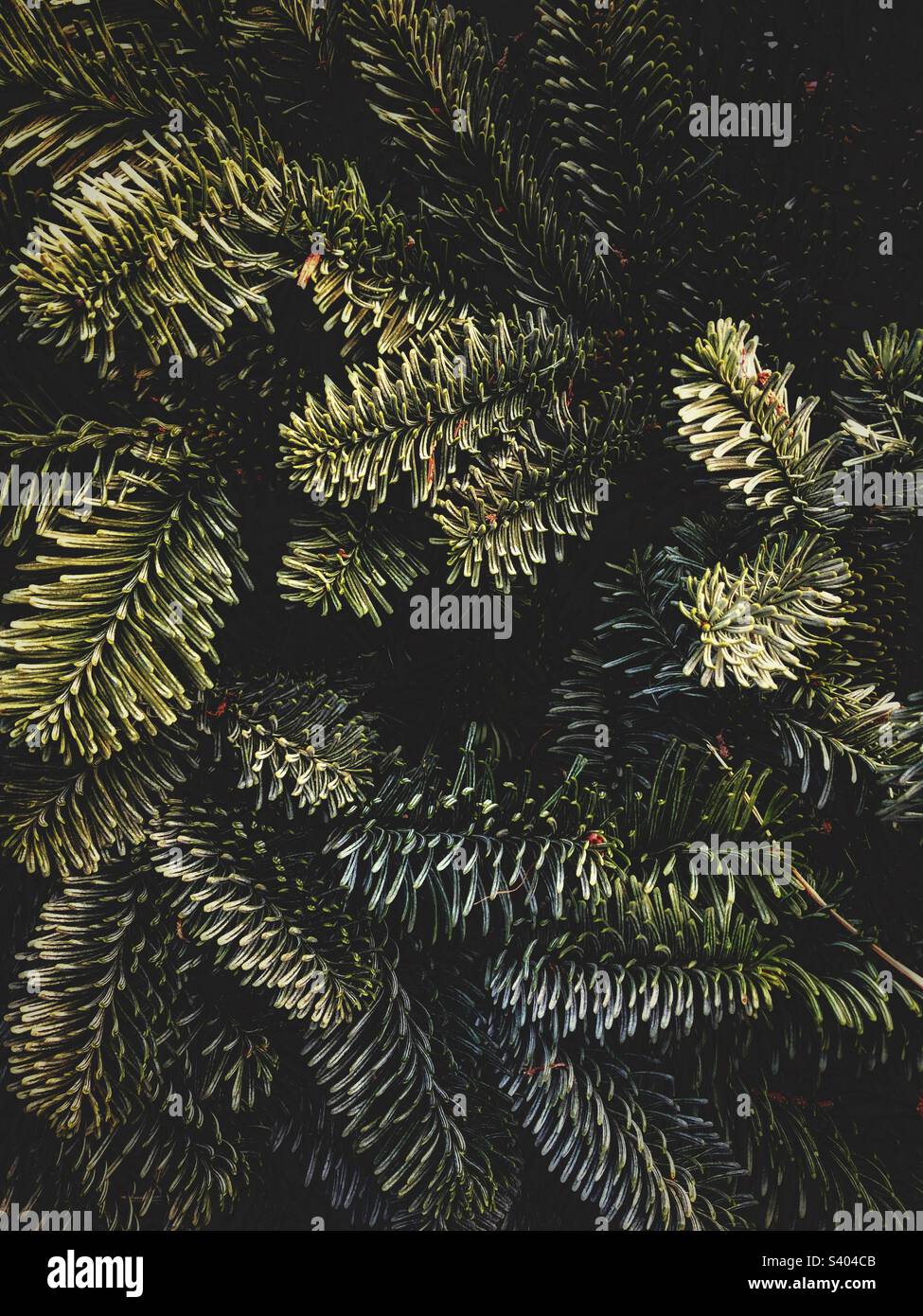 Weihnachtsbaum mit Vollformat, Zweige und Blätter eines nordischen Fichtenbaums, ohne Dekoration und Kopierraum Stockfoto