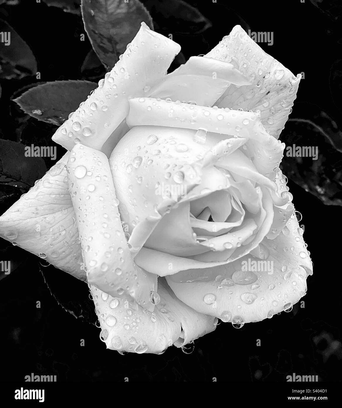 Nasse weiße Rose in Schwarz und Weiß Stockfoto