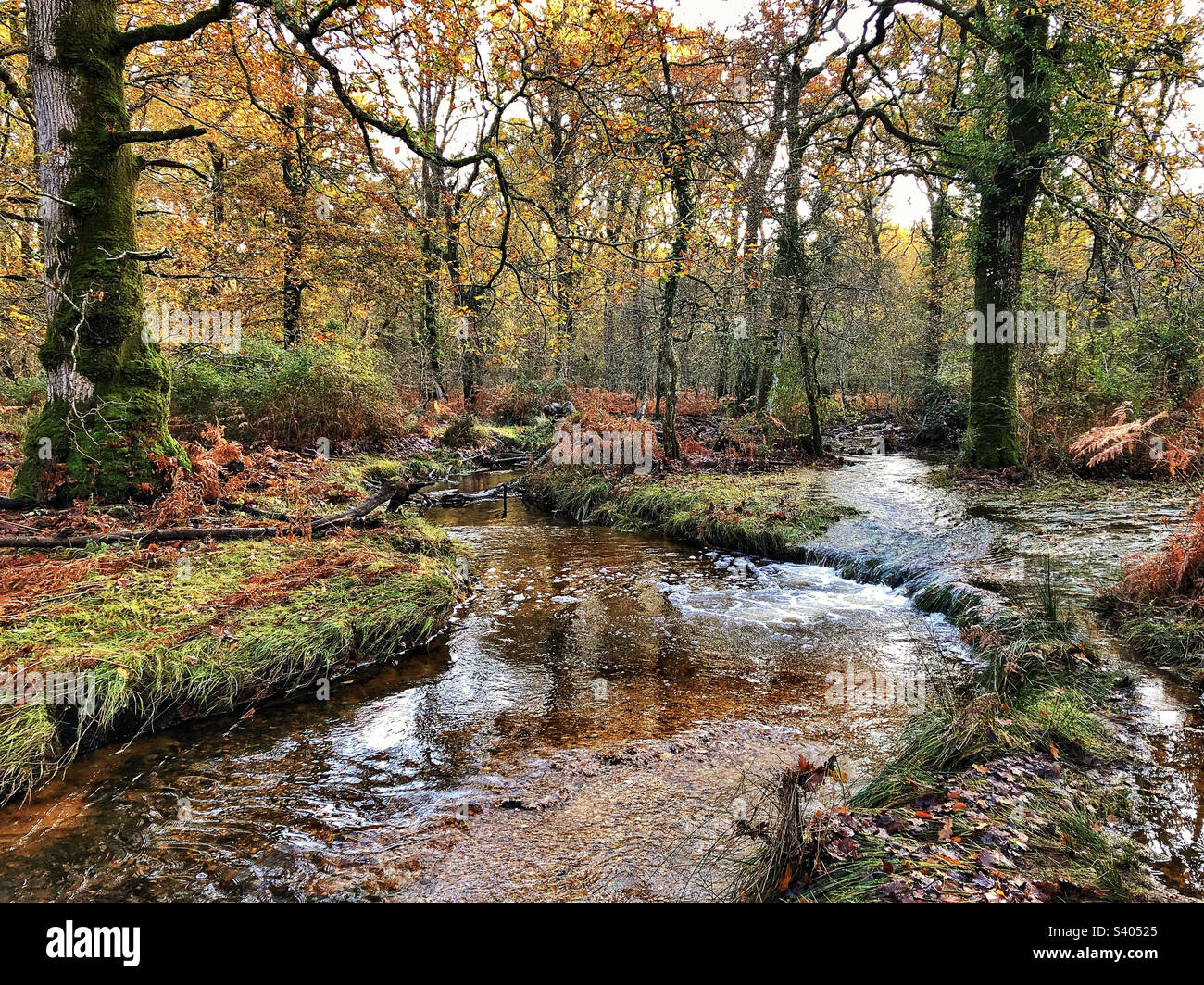 Flechs Wasserlauf im Dezember im New Forest National Park Stockfoto