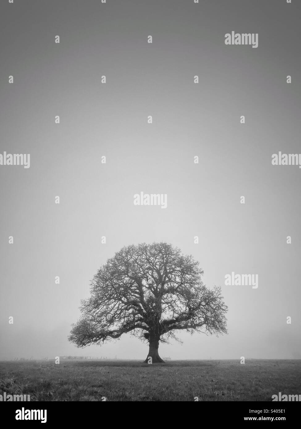 Sturdy oak in black and white - Smartphone-aufgenommenes Stockfoto