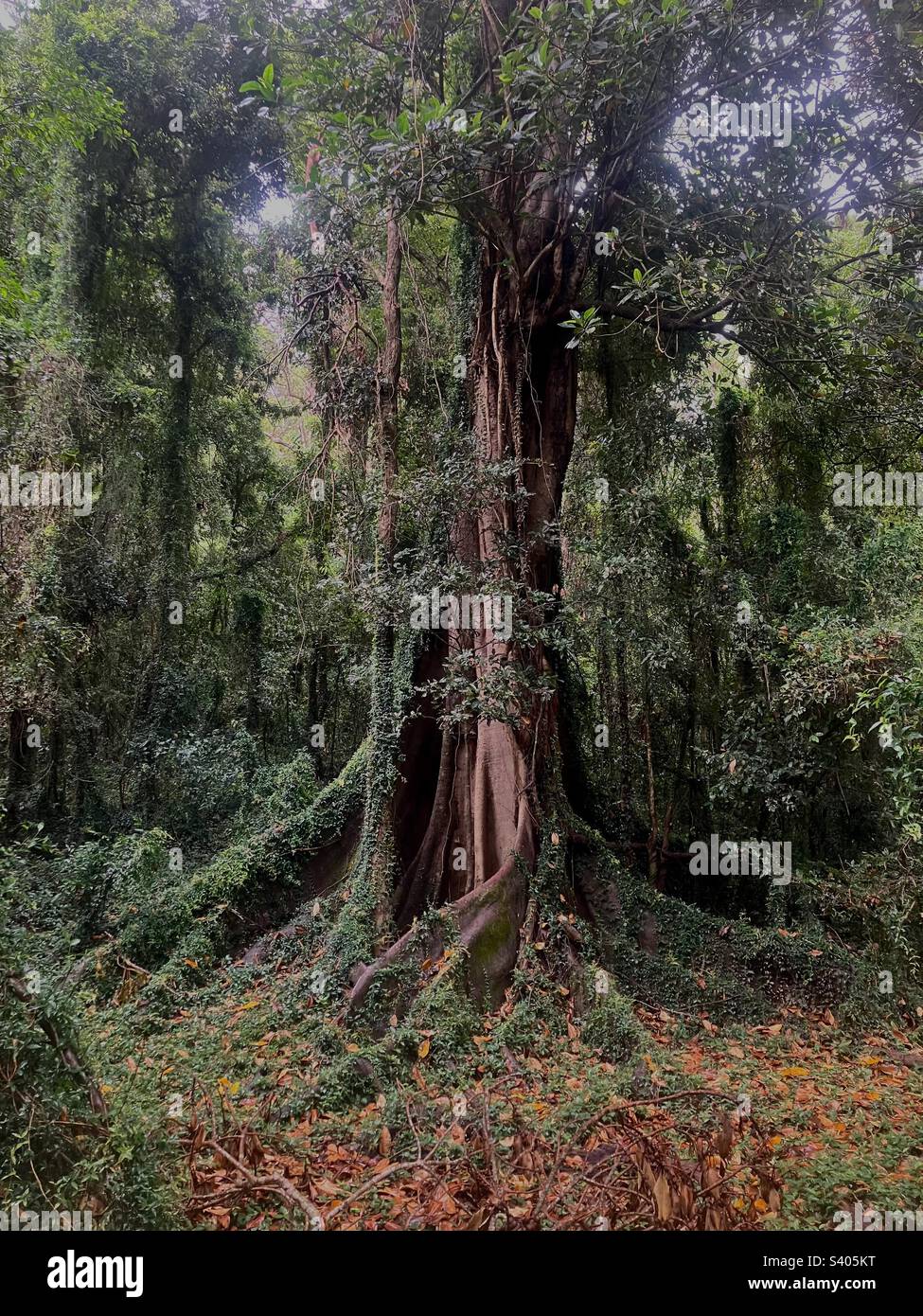 Ein alter Feigenbaum aus dem Wald - Smartphone-aufgenommenes Stockfoto