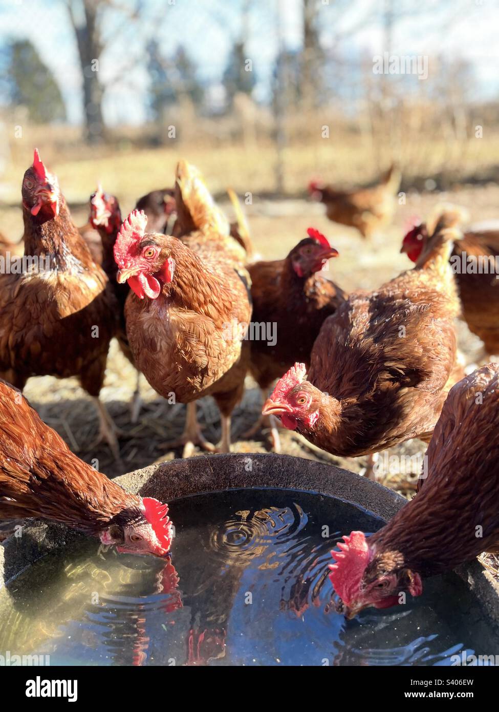 Hühner trinken Wasser Stockfoto