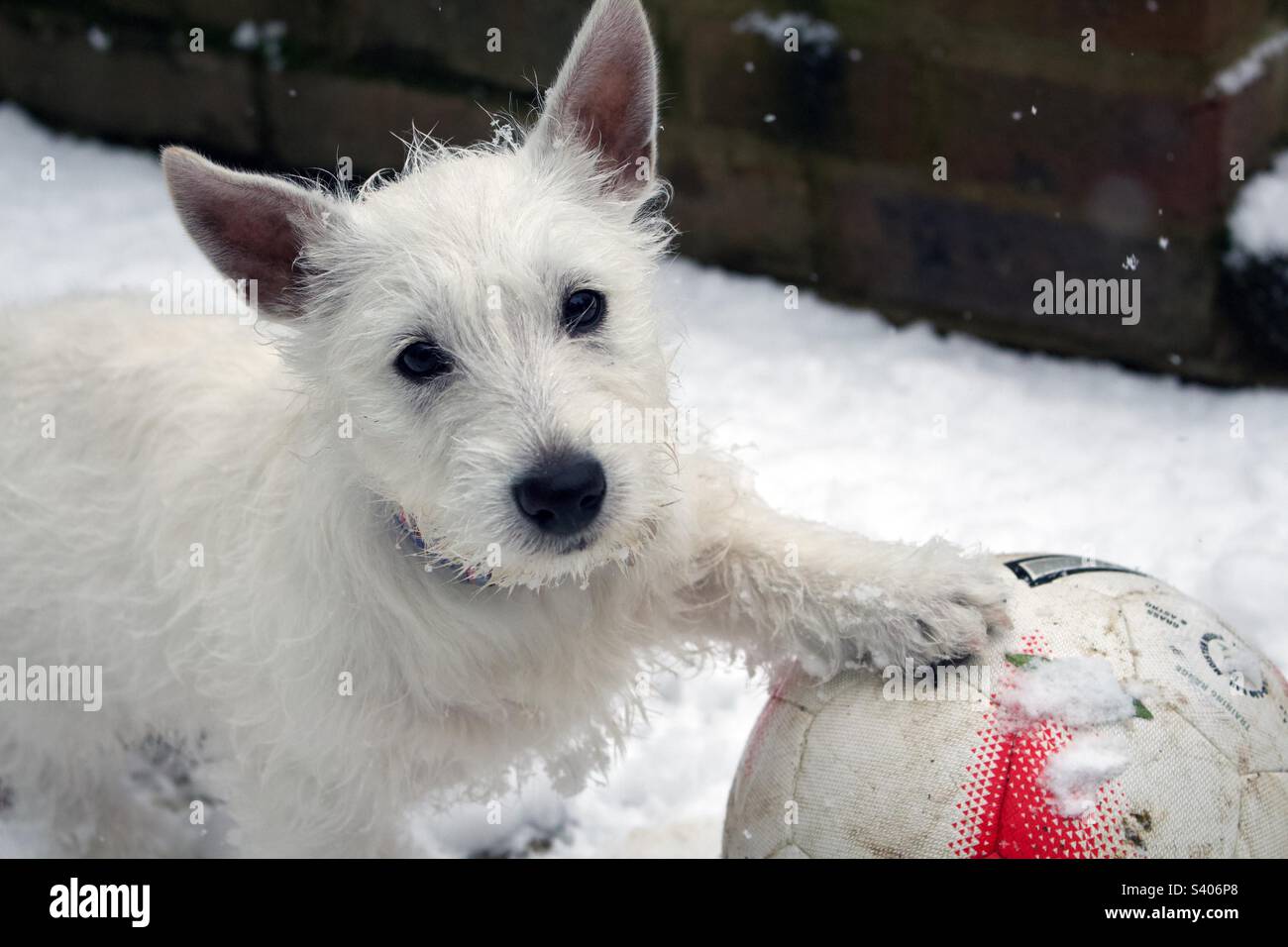 Westie Hündchen spielt im Schnee mit einem Ball Stockfoto