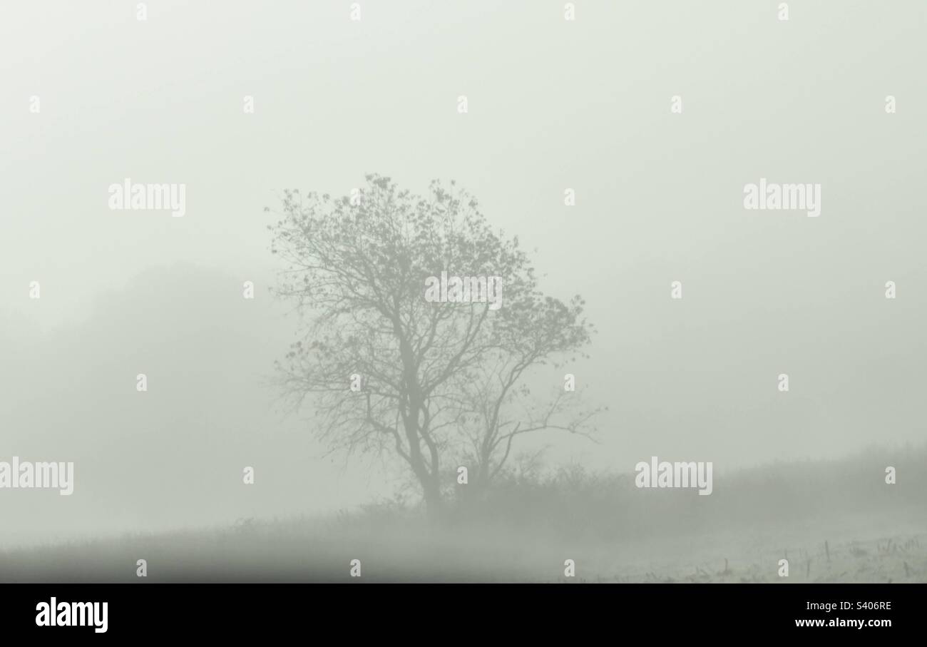 Natürlicher Filternebel - Smartphone-aufgenommenes Stockfoto
