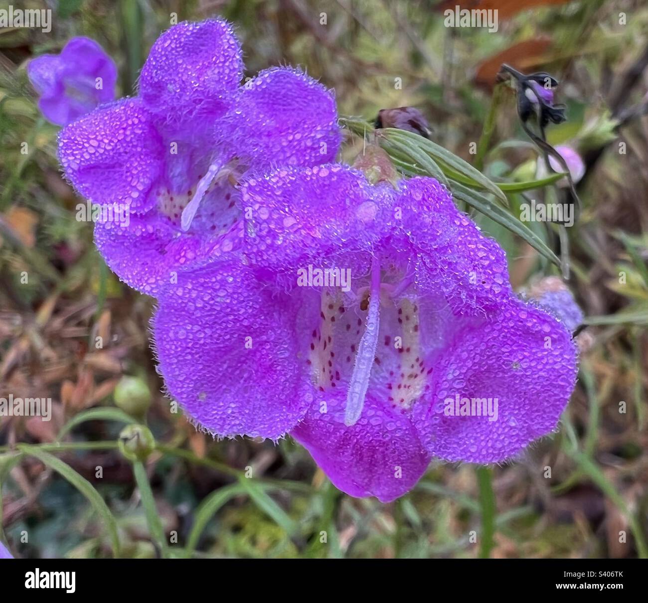 Tautropfen auf Wildblumen Stockfoto