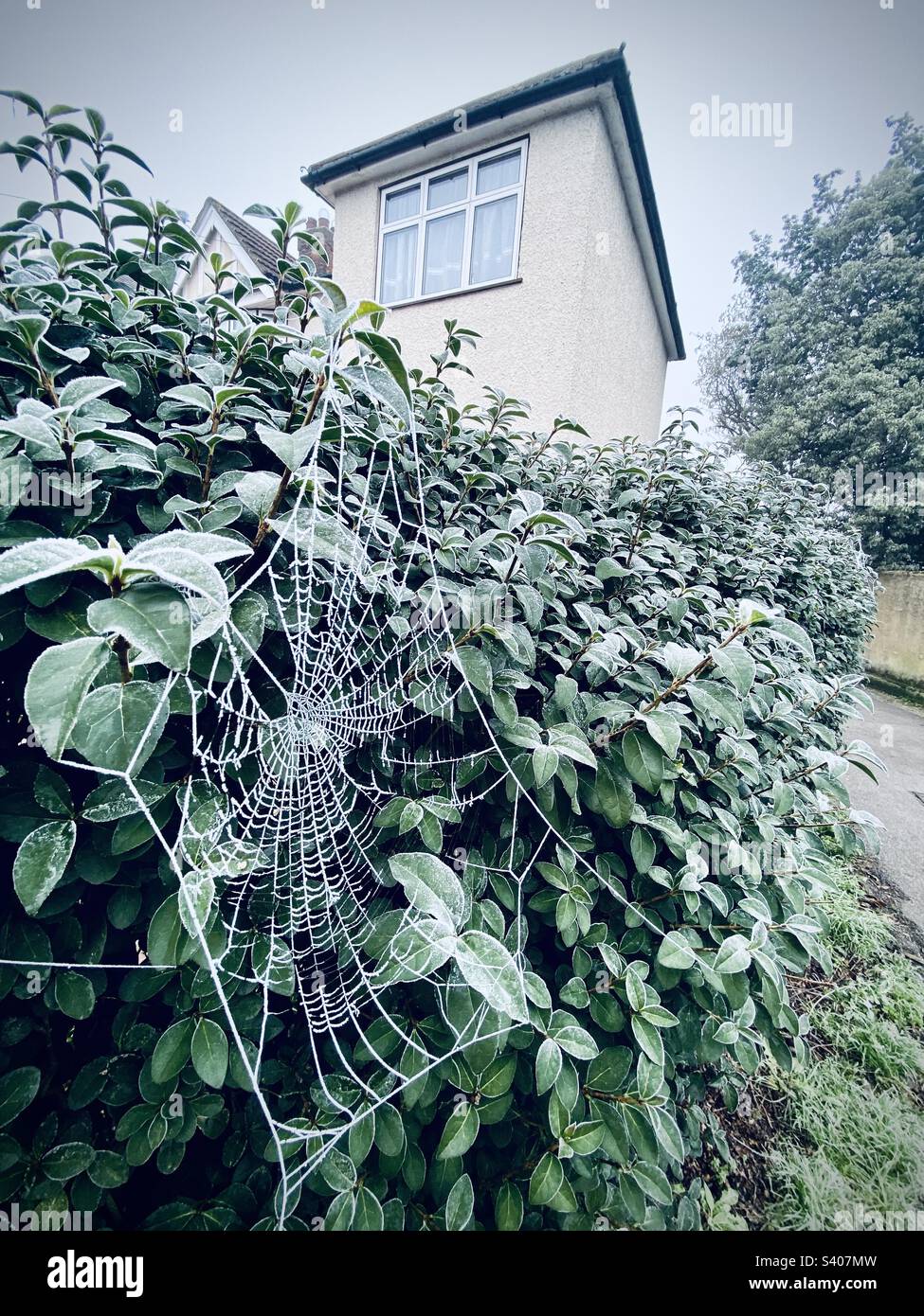 Ein gefrorenes Spinnennetz in einer Hecke in der Nähe eines Hauses - Smartphone-aufgenommenes Stockfoto