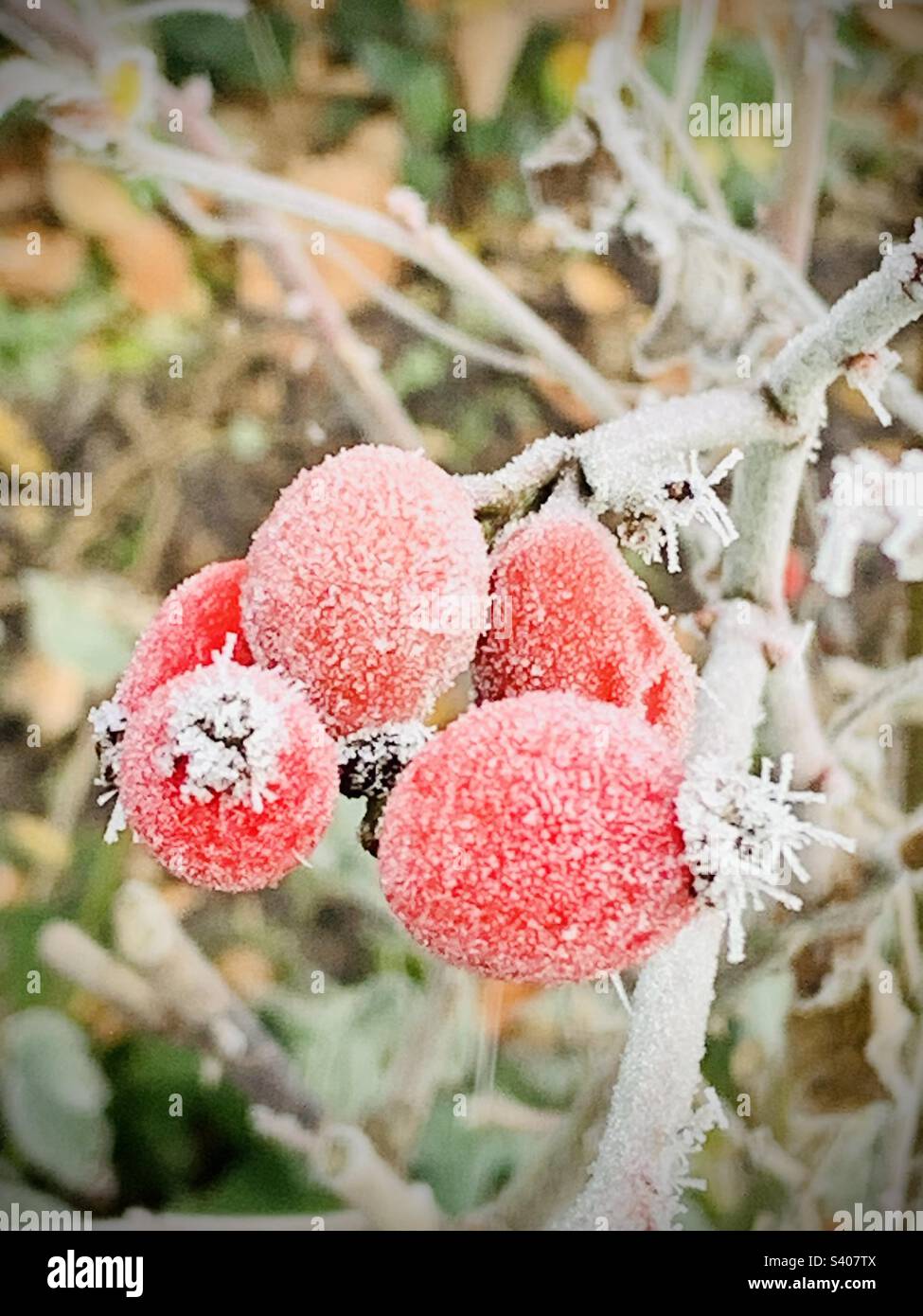 Beeren im Garten mit Schneeflocke bedeckt Stockfoto